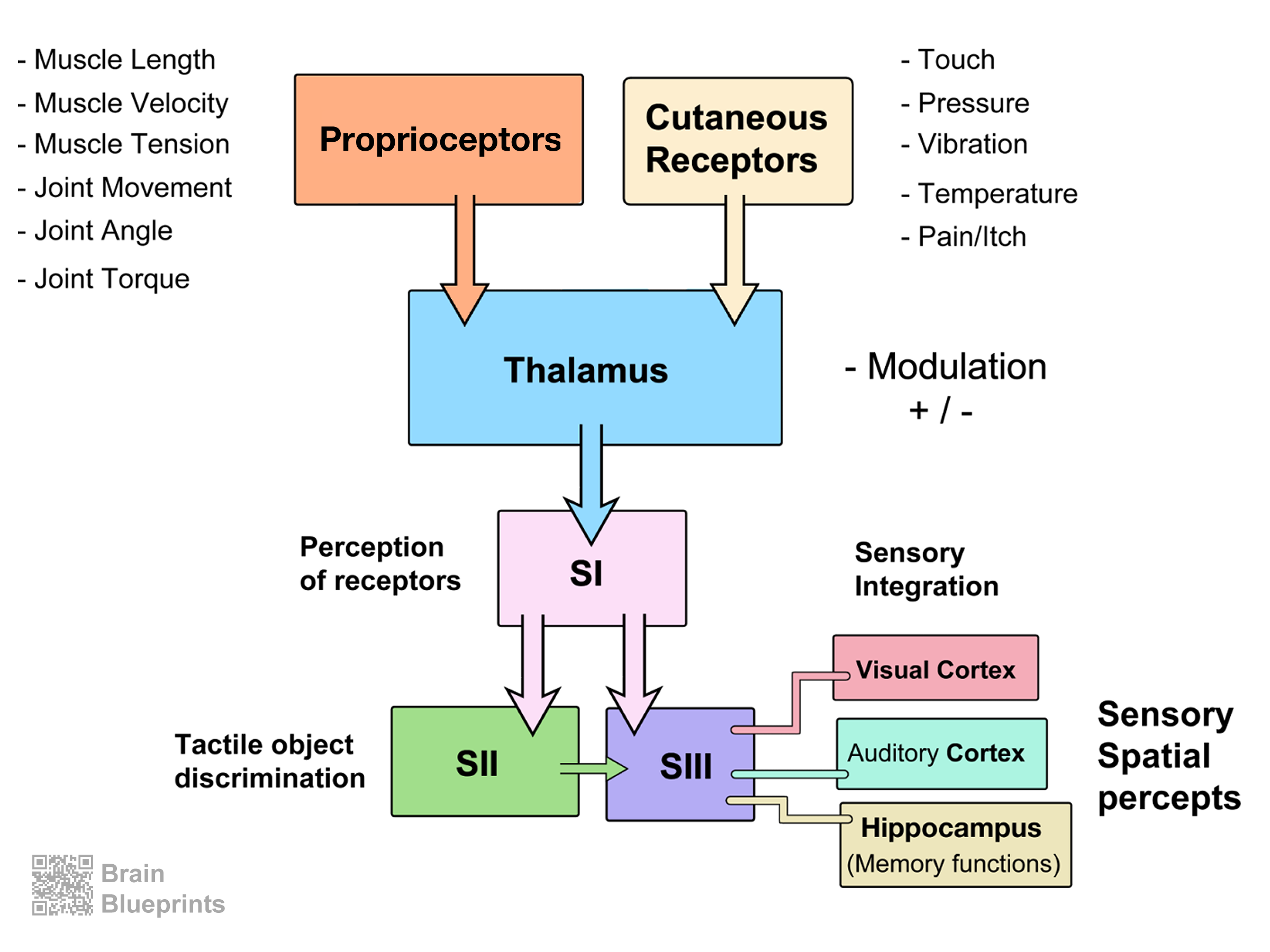 Sensory Perception Systems View